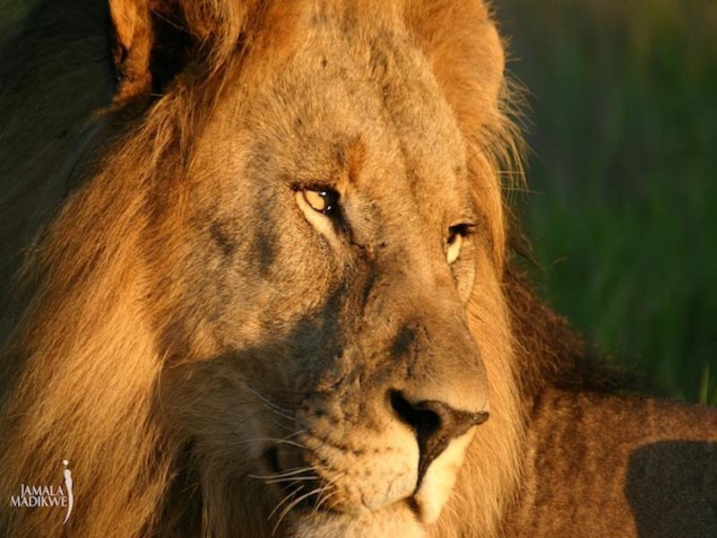 Jamala Madikwe Royal Safari Lodge Mochudi Exterior photo